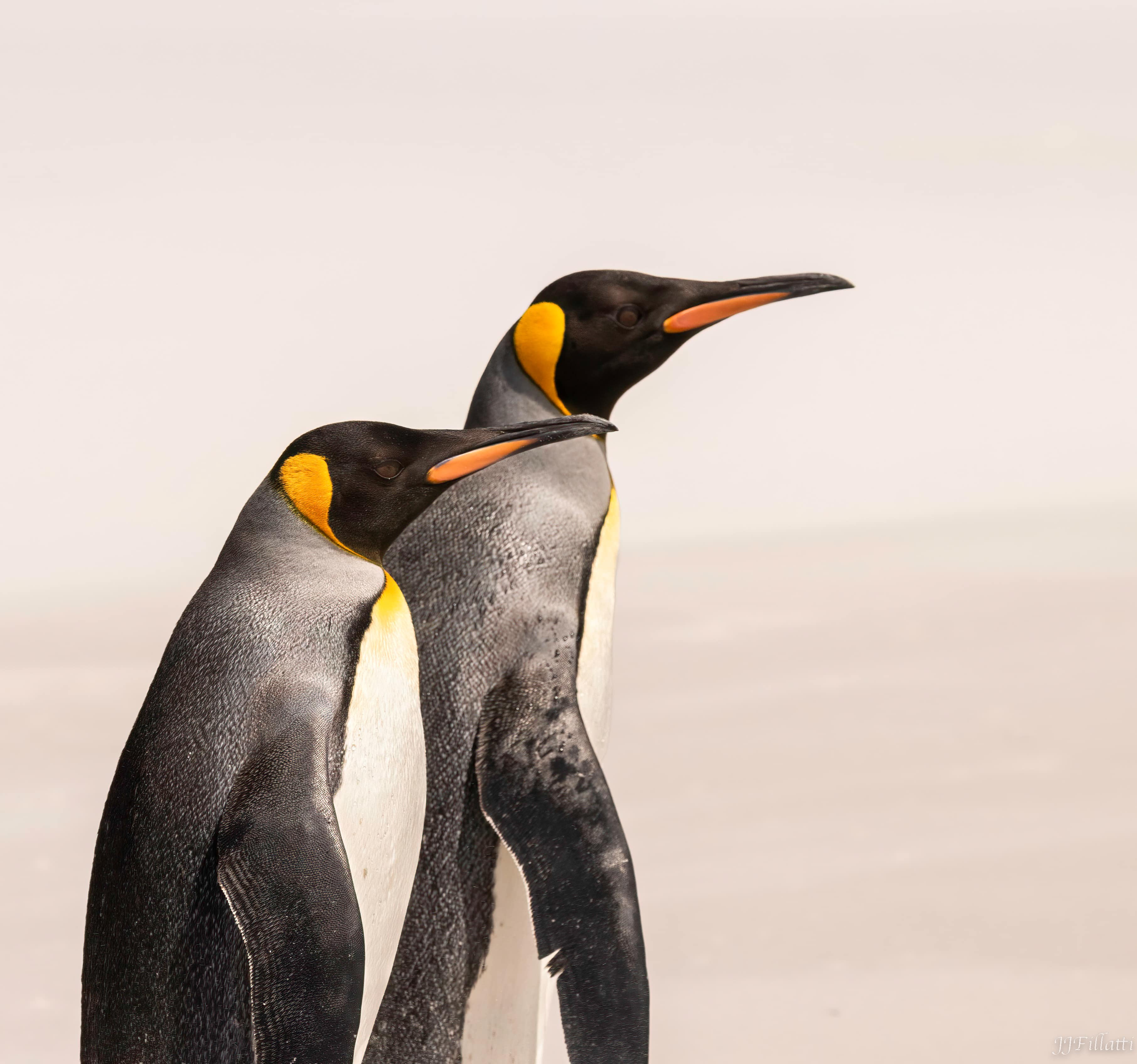 bird of the falklands image 3